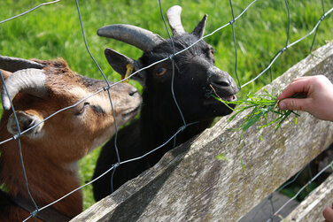 gefleckte und schwarze Ziege hinter einem Holzzaun in einer frischen saftigen grünen Wiese beim Füttern