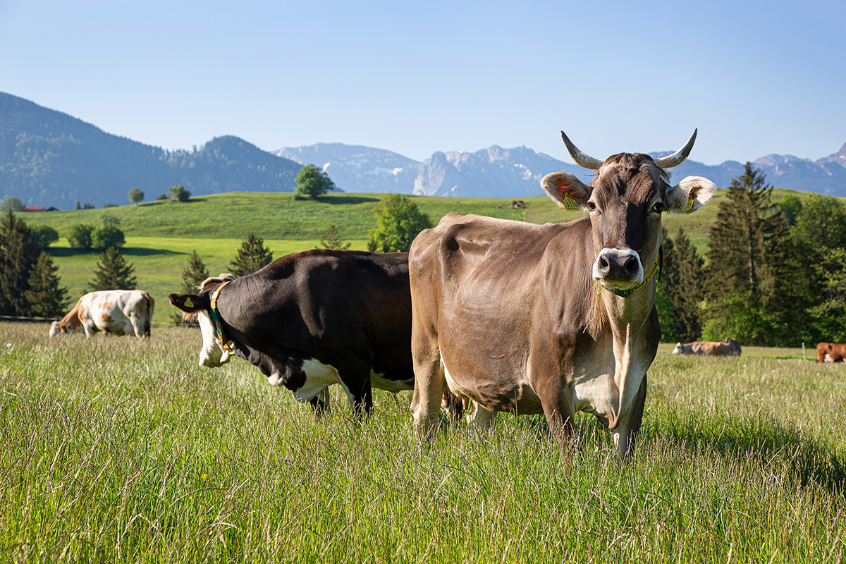 schöne braune Kühe auf einer saftigen Blumenwiese mit einer schöner Berglandschaft im Hintergrund